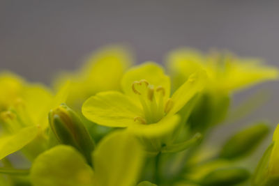 Close-up of yellow flower