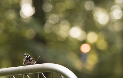 Close-up of butterfly perching on chair