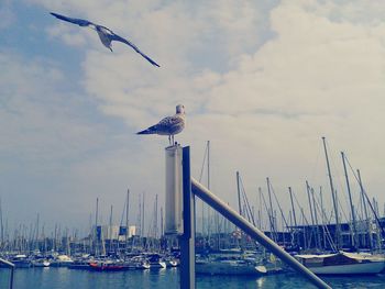 Boats in harbor