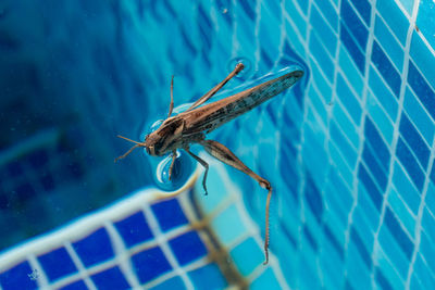 Grasshopper swimming in a pool.