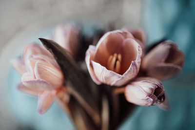 Close-up of hand holding flowering plant