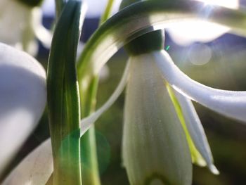Close-up of fresh green plant