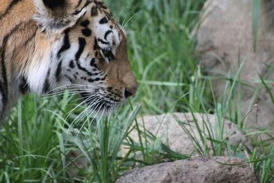 Close-up of a tiger