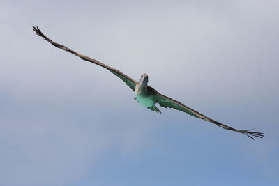 Low angle view of eagle flying against clear sky