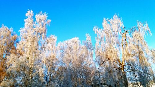 Low angle view of plants against sky