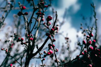 Close-up of flower buds against sky