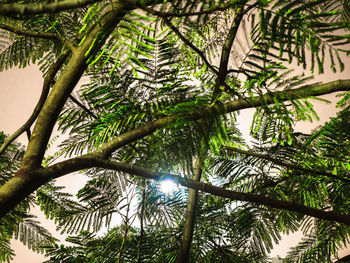 Low angle view of trees against sky