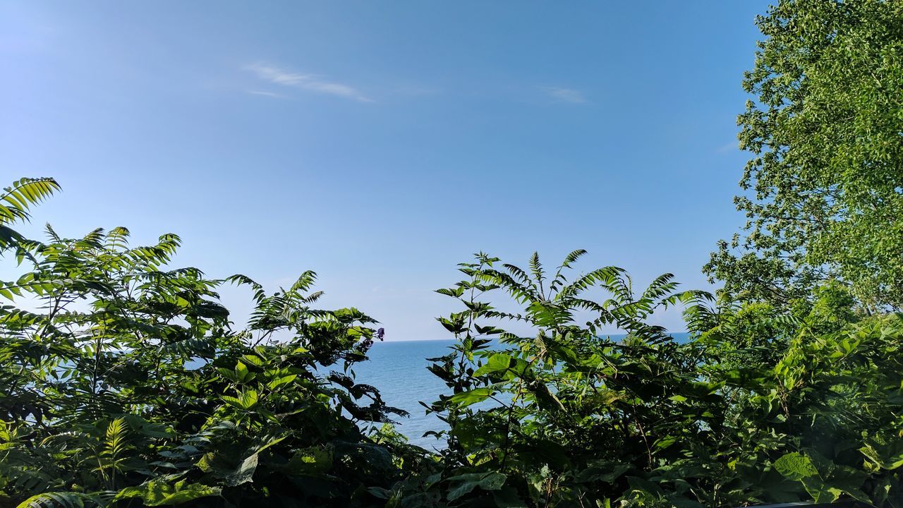 nature, tree, growth, beauty in nature, day, low angle view, green color, sky, blue, no people, outdoors, tranquility, plant, leaf, scenics, clear sky