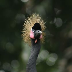 Close-up portrait of a bird