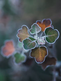 Close-up of flower plant