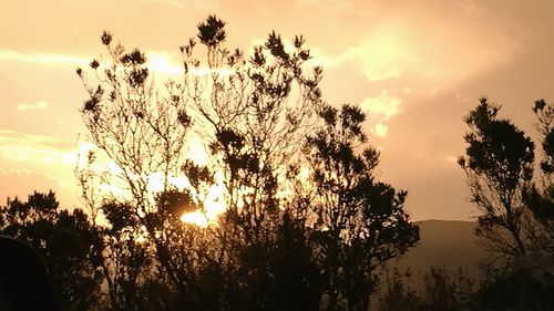 Low angle view of silhouette trees against sky at sunset