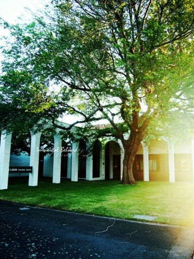 tree, architecture, built structure, building exterior, green color, grass, lawn, growth, park - man made space, branch, day, city, shadow, sunlight, outdoors, footpath, building, architectural column, facade, no people