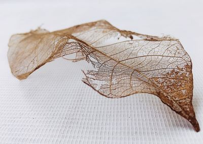 Close-up of dry leaf on table against white background