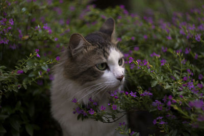 Close-up of a cat looking away