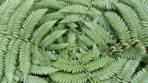 Full frame shot of ferns