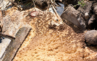 High angle view of crab on sand