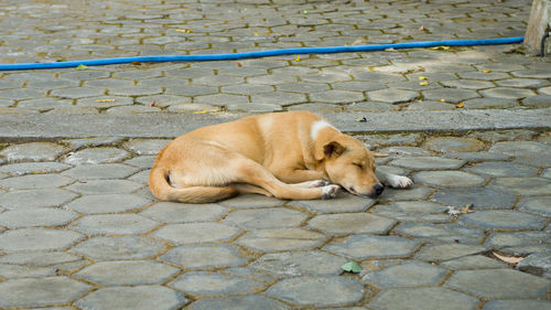 Dog sleeping on cobblestone street