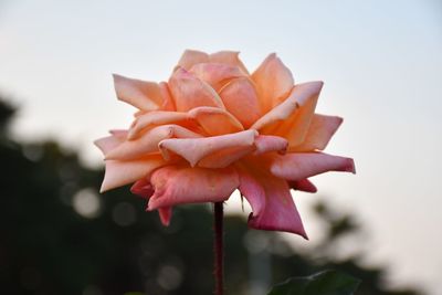 Close-up of pink rose flower