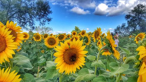 Close-up of sunflower field against sky