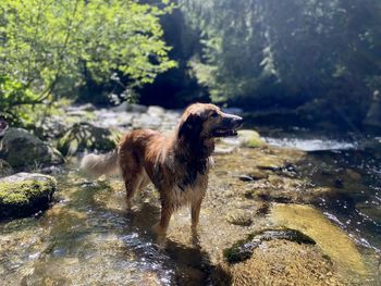 View of dog on rock by river