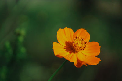 Close-up of orange cosmos flower