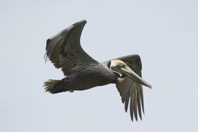 Low angle view of eagle flying against clear sky