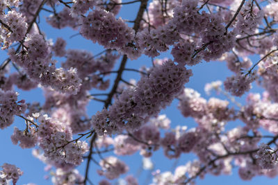 Low angle view of cherry blossoms on tree