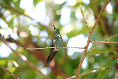 Low angle view of bird perching on branch