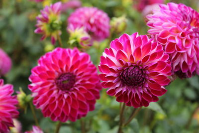 Close-up of pink flowering plants