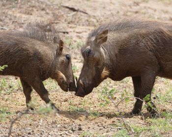 Mother and child warthog