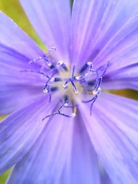 Close-up of purple flowering plant