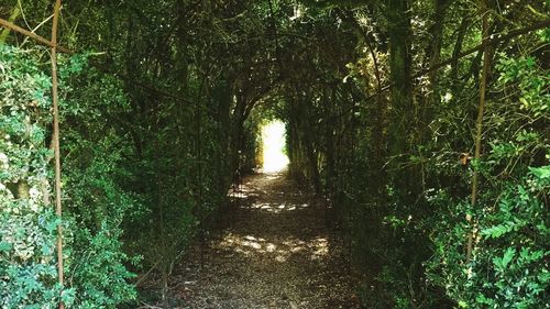 Trees in forest