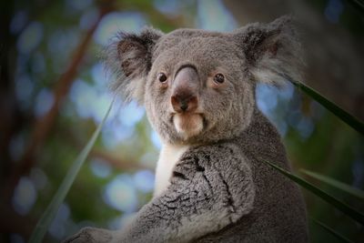 Close-up portrait of a koala 