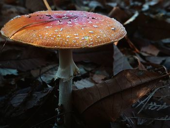 Close-up of fly agaric mushroom on field