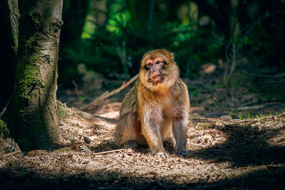 Monkey in a forest