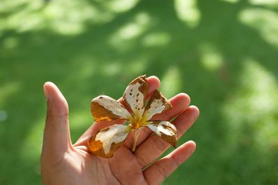 Close-up of hand holding small flower