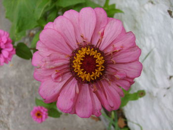 Close-up of pink flower blooming