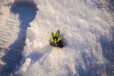 Close-up of snow on plant