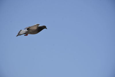 Low angle view of seagull flying