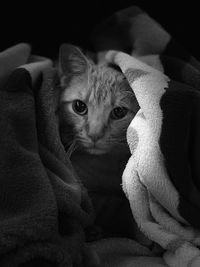 Close-up portrait of a cat