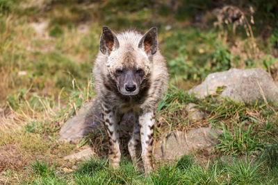 Close-up of fox on field