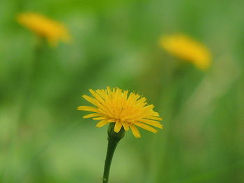 Close-up of yellow flowering plant