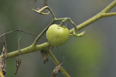Close-up of insect on fruit