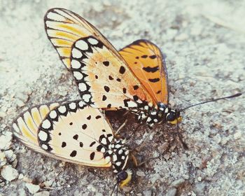 High angle view of butterfly on flower