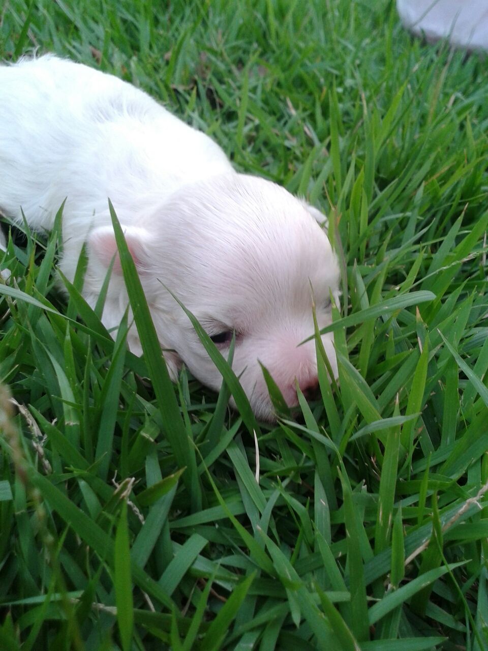 animal themes, grass, one animal, field, animals in the wild, green color, wildlife, white color, grassy, bird, nature, domestic animals, high angle view, growth, outdoors, plant, white, no people, mammal, day