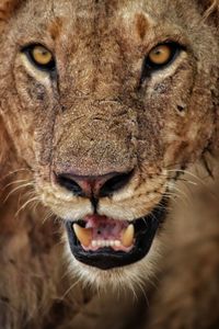 Close-up portrait of a cat