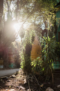 Plants and trees by building in city