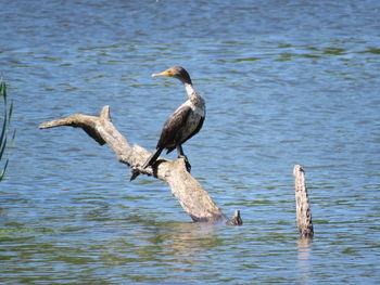 Birds perching on a lake