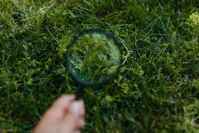 Human hand holding grass