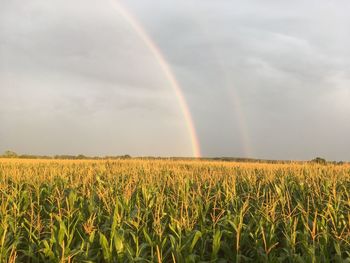 Scenic view of field against rainbow in sky